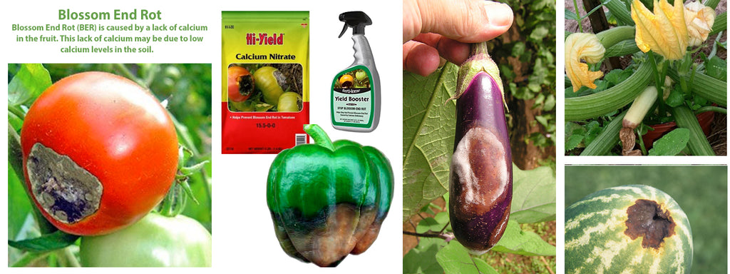 'Blossom End Rot' in Tomatoes and Other Vegetables.
