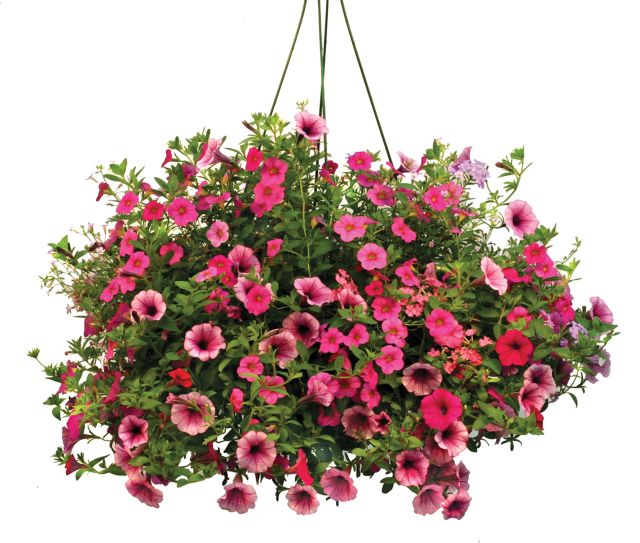 OWP_ Heavy Duty Premium Hanging Basket – Prairie Blossom Nursery