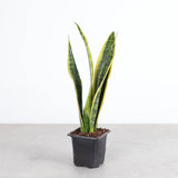 Snake 'Laurentii', Variegated Snake Plant