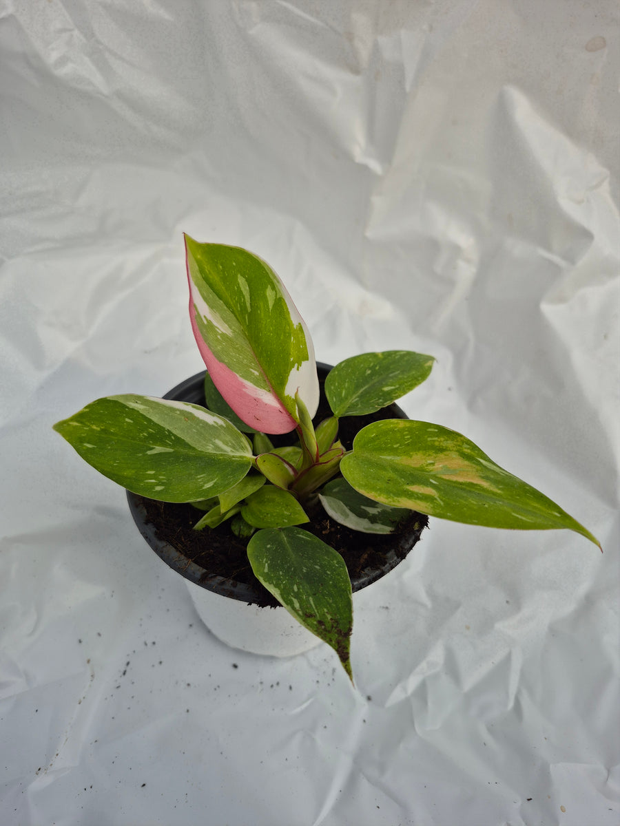 is philodendron white wizard a climber Philodendron 'White Wizard' – Prairie Blossom Nursery