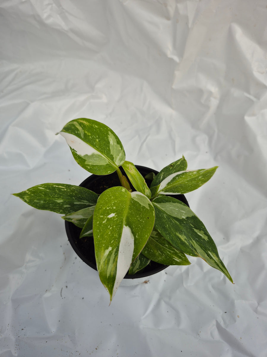 is philodendron white wizard a climber Philodendron 'White Wizard' – Prairie Blossom Nursery