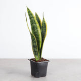 Snake 'Laurentii', Variegated Snake Plant
