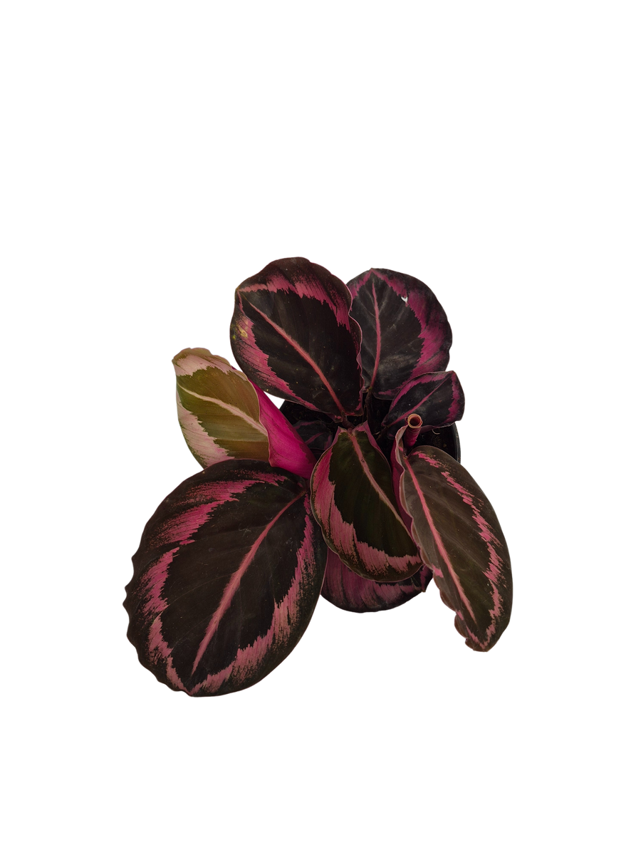 Calathea Roseopicta 'Princess Jessie' – Prairie Blossom Nursery