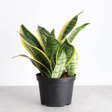 Snake 'Laurentii', Variegated Snake Plant