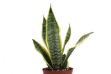 Snake 'Laurentii', Variegated Snake Plant