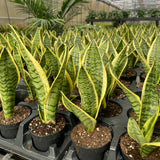 Snake 'Laurentii', Variegated Snake Plant