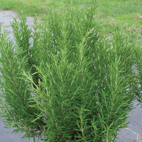 Rosemary Barbeque BS
