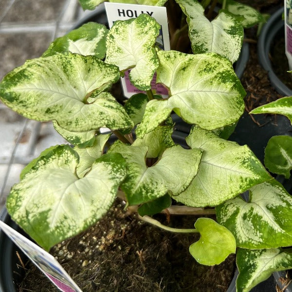 indoor plants syngonium Syngonium_Holly – Prairie Blossom Nursery