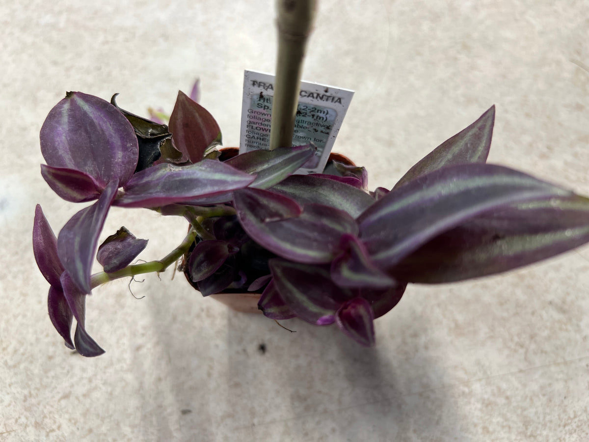 wandering jew plant Tradescantia Zebrina Pendula Wandering Jew Purple Variegated – Prairie  Blossom Nursery