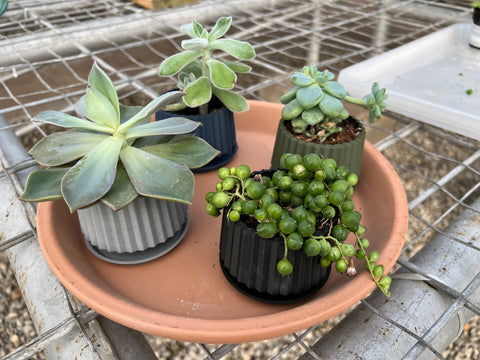 3d Printed Planters_w/Assorted Succulents