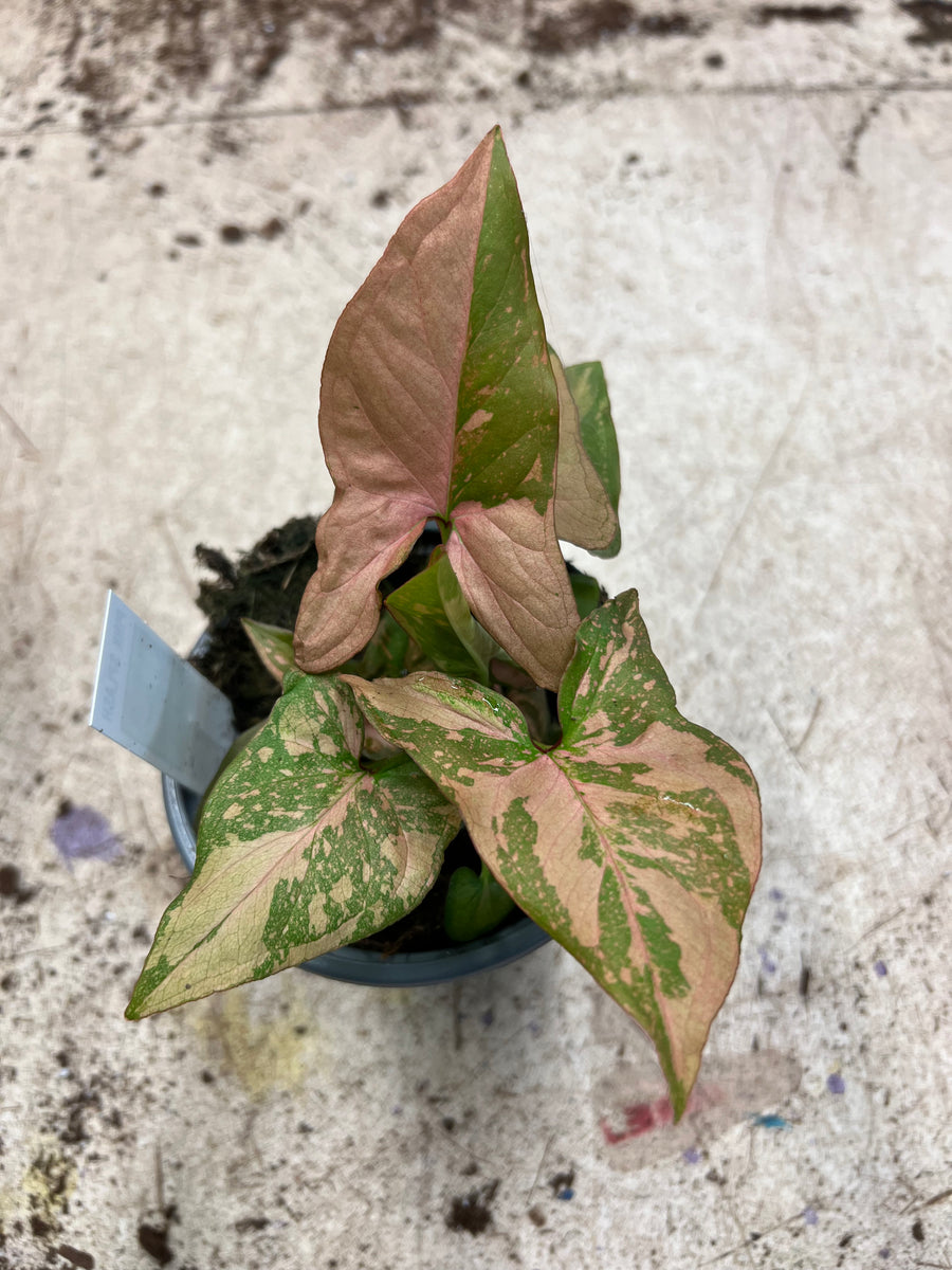Syngonium Pink Splash