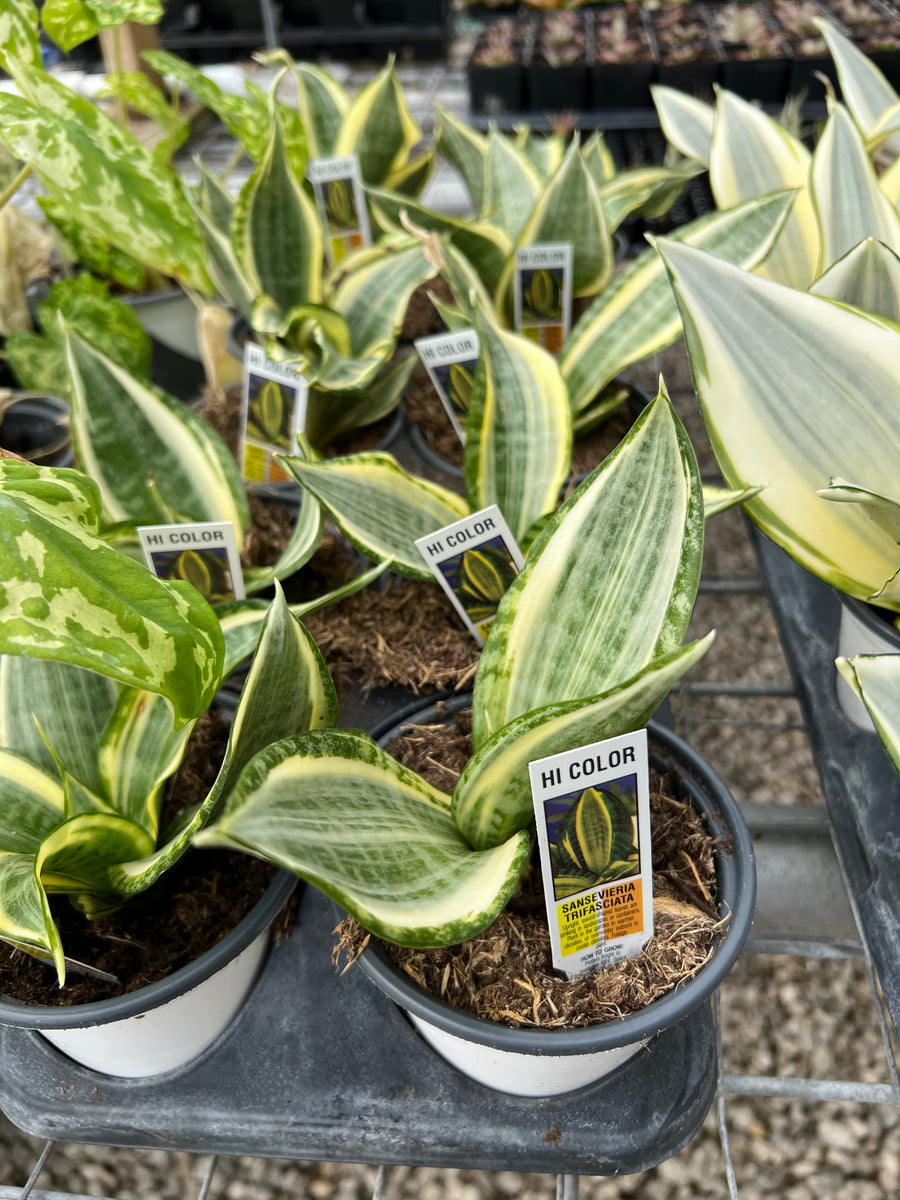 Sansevieria_Hi Color – Prairie Blossom Nursery
