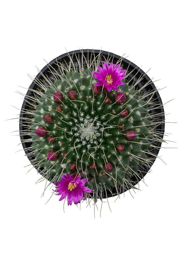Cactus_Mammillaria spinosissima Var. rubrispina – Prairie Blossom Nursery