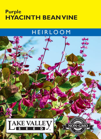 Hyacinth Bean Vine Purple Heirloom
