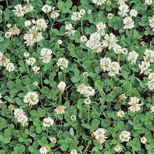 PBN White Dutch Clover (Trifolium Repens)