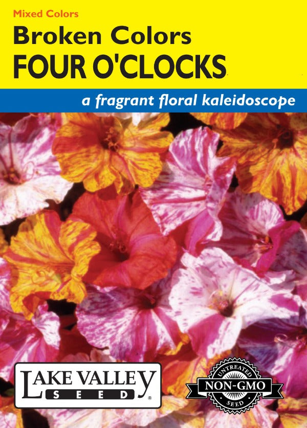 Four O'clocks Broken Colors Mixed Colors – Prairie Blossom Nursery
