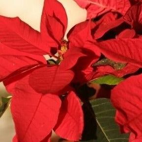 10 inch Seasonal Red Poinsettia