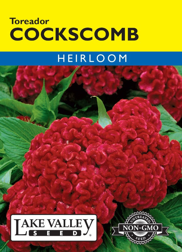 cockscomb flower seeds Cockscomb Toreador – Prairie Blossom Nursery