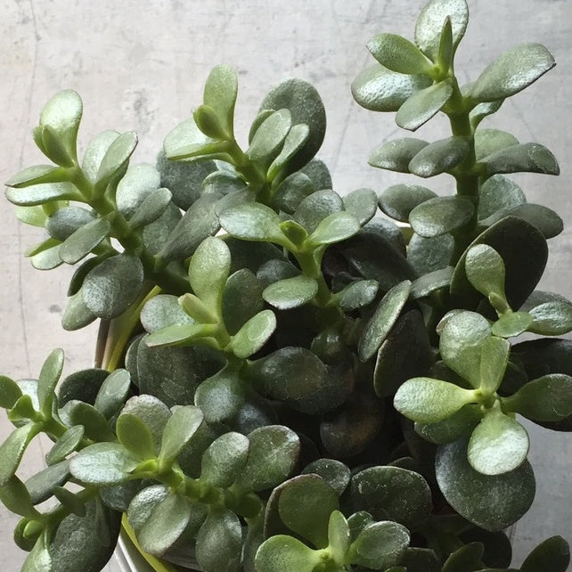 Crassula ovata Baby Jade Plant – Prairie Blossom Nursery