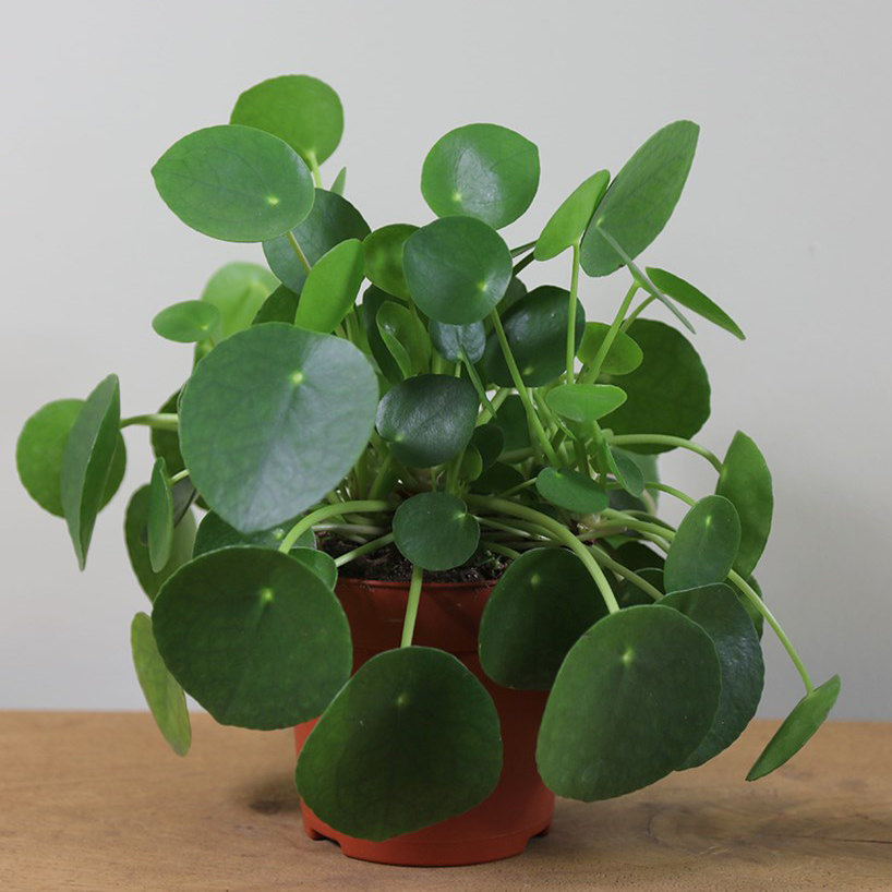 heirloom money plant Chinese Money Plant Pilea peperomioides – Prairie Blossom Nursery