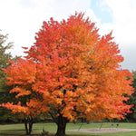 Acer saccharum 'Sugar Maple' Tree