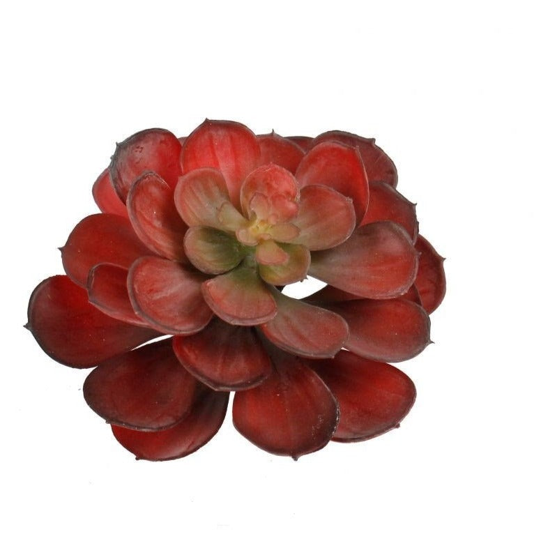 dark red succulent Artificial_ Succulent Dark Red Echeveria – Prairie Blossom Nursery