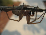 Brown Recluse & Indoor Spider Trap
