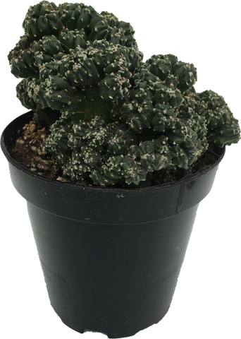 Cactus Asst. Curiosity Plant 'Mini' Cereus peruvianus