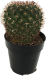 Cactus Asst. Mamillaria mystax