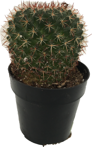 Cactus Asst. Mamillaria mystax