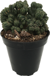 Cactus MC 'Ming Thing' Cereus forbesii monstrose