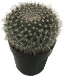 Cactus Asst. 'Old Lady' Mammillatia hahniana