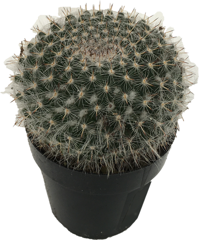 Cactus Asst. 'Old Lady' Mammillatia hahniana