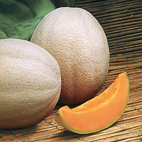 Cantaloupe Melon Aphrodite BS