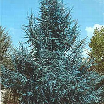 Cedrus 'Blue Atlas' Cedar