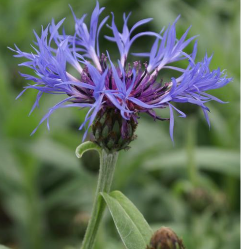 Bachelor's Buttons - Blue, Pink, White, Burgundy [centaurea