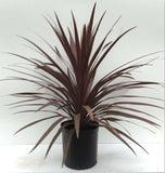 Cordyline Red Star Spike