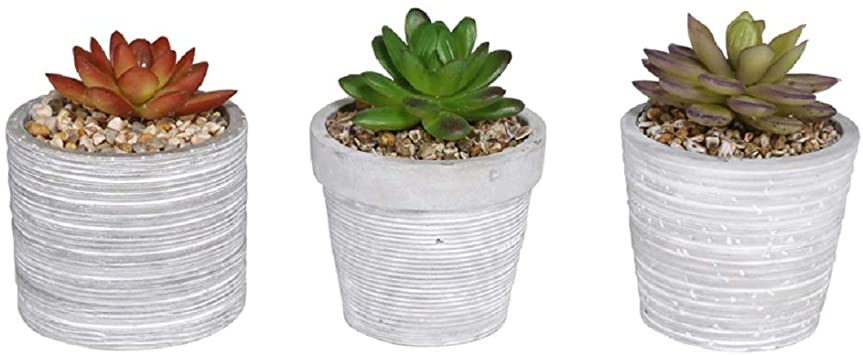 decorative pots for succulents Alpine Decorative Succulent w/pot – Prairie Blossom Nursery