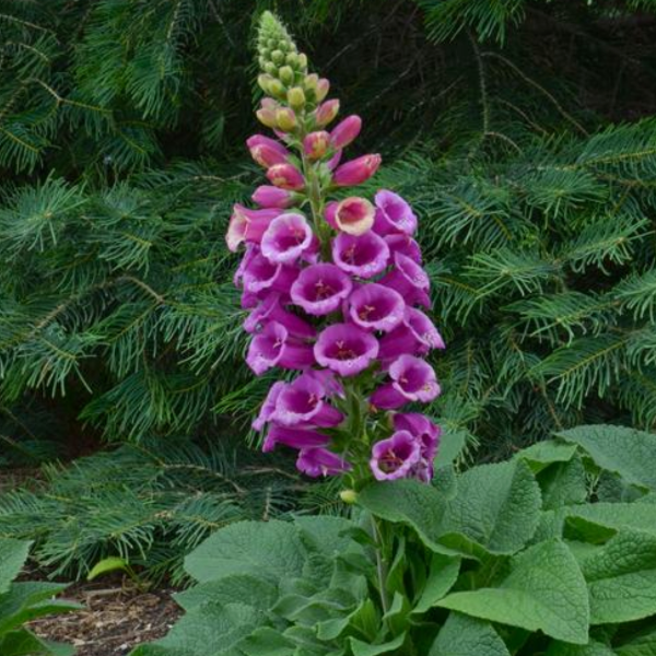 Digitalis purpurea 'Candy Mountain Rose' Foxglove Prairie Blossom Nursery