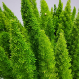 Foxtail Fern closeup