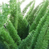 FoxTail Fern