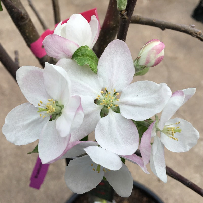 Fuji Apple Tree For Sale - 4-5ft Bareroot Organic Grafted