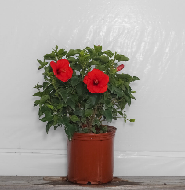 Dwarf hibiscus deals