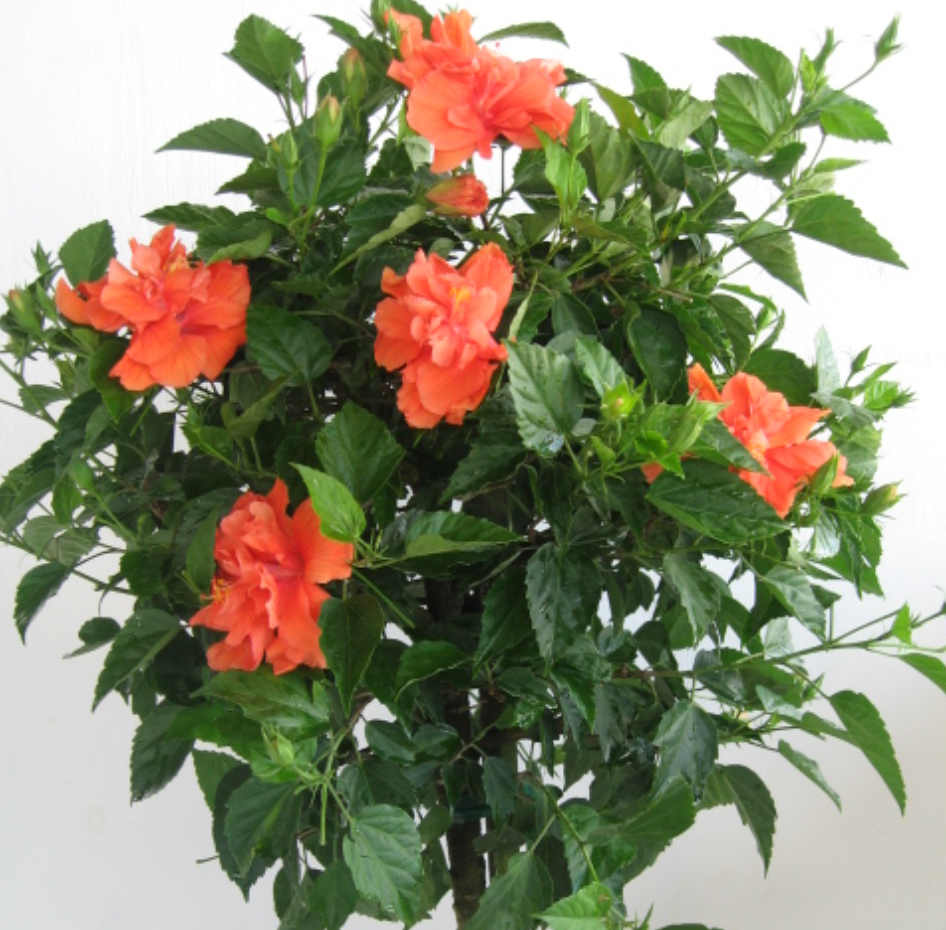 Fiesta Hibiscus Plant 3 Gallon Size