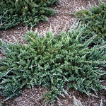 Juniperus 'Blue Chip' Juniper