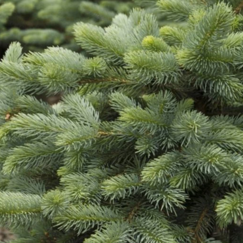 Picea 'Baby Blue' Spruce Tree