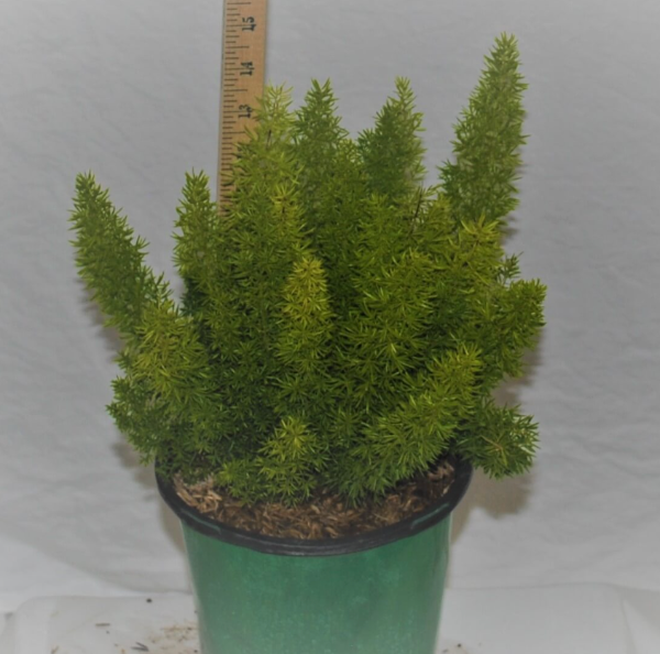 foxtail pot plant FoxTail Fern – Prairie Blossom Nursery