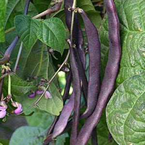 PBN Bean Pole 'Louisiana Purple Pod'