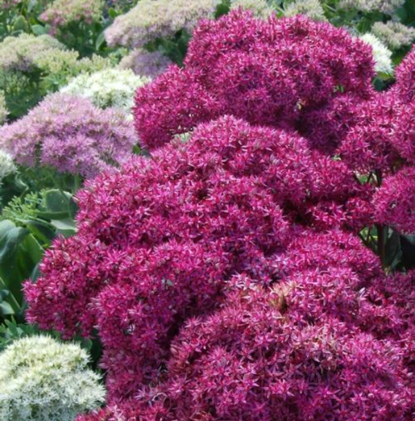 Sedum 'Mr. Goodbud' (Stonecrop) Prairie Blossom Nursery