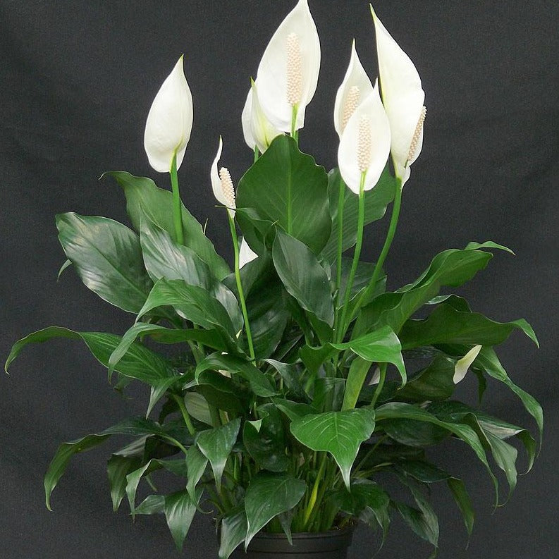 white leaf peace lily Spathiphyllum 'Wallisii' Peace Lily – Prairie Blossom Nursery